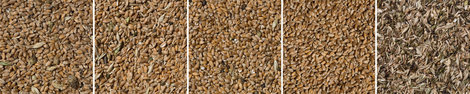 Зерно с поля без обработки / первичная обработка пригодная для посева / зерно для корма / чистое зерно для элеватора / различные отсеянные примеси.