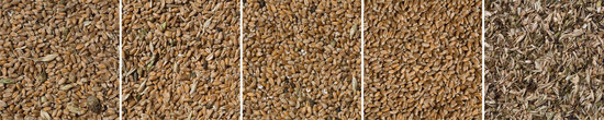 Зерно с поля без обработки / первичная обработка пригодная для посева / зерно для корма / чистое зерно для элеватора / различные отсеянные примеси.