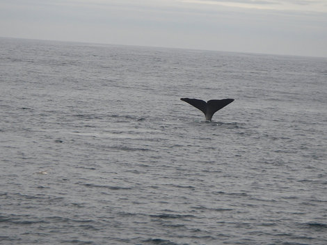 Китовое сафари