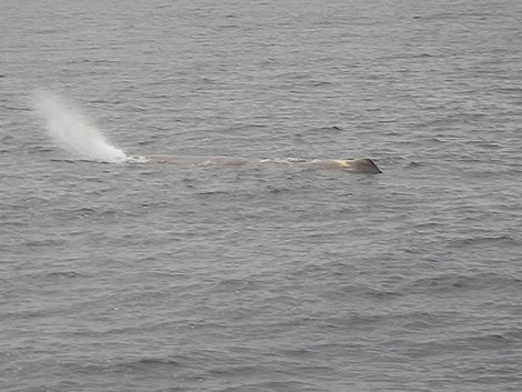 китовое сафари