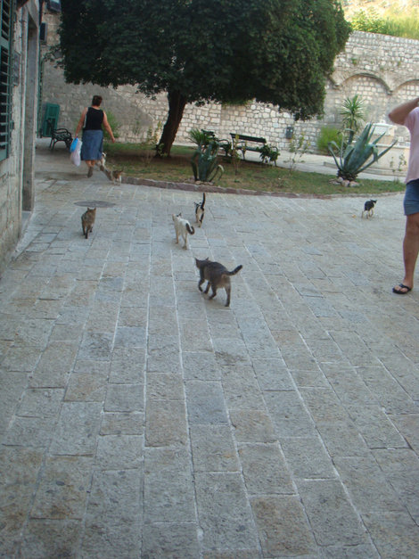 Кошек в Которе любят очень! Будва, Черногория