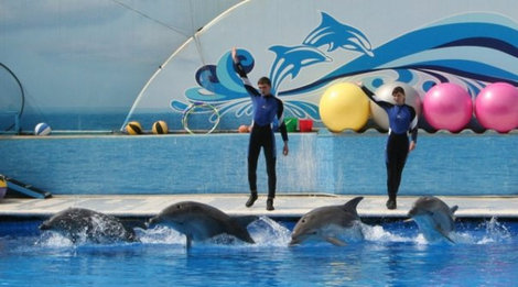 Шоу дельфинов Севастополь, Россия