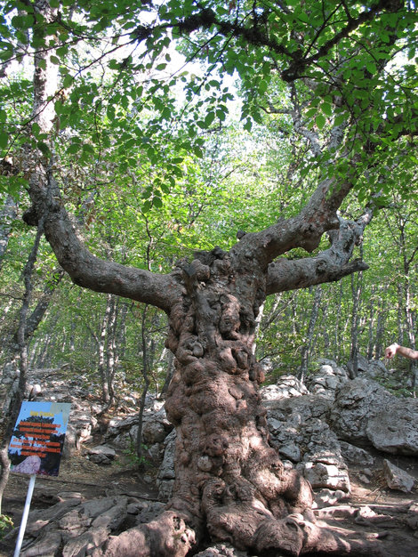 Тис ягодный. Этому дереву предположительно больше тысячи лет. Ялта, Россия