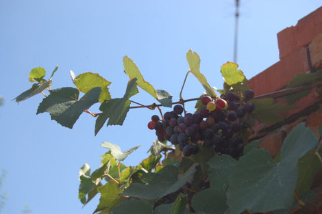 Виноградные лозы здесь украшают каждый двор. Краснодарский край, Россия