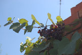 Виноградные лозы здесь украшают каждый двор.