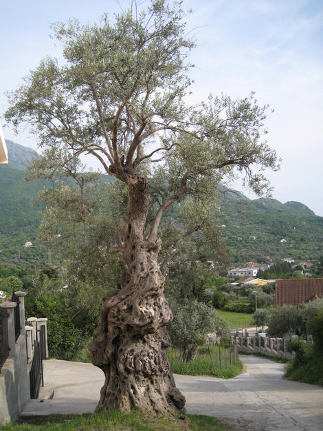Олива. Удивительные деревья. Черногория