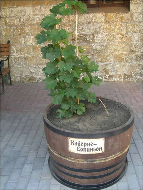 Один из сортов винограда, из которого изготовляют шампанские вина. Во дворике музейного комплекса Абрау-Дюрсо, Россия