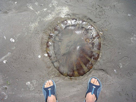 Здоровенные тихоокеанские медузы.. Ика, Перу
