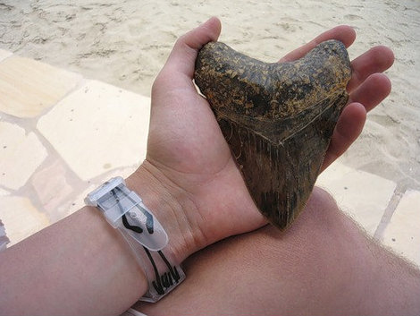 Зуб акулы-динозавра. 
Мегаладона. 
(Вообще — это еще маленький. Но, сцуко, дорогой!) Острова Бальестас Национальный Резерват, Перу