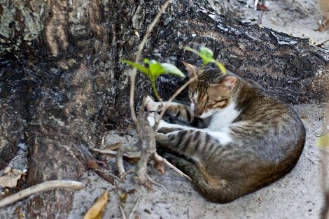Кошки — нечастные обитатели туристических островов. Но мы были очень рады им в этом году на Vilamendhoo. Мальдивские острова