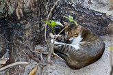 Кошки — нечастные обитатели туристических островов. Но мы были очень рады им в этом году на Vilamendhoo.