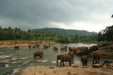 Купание слонов Пиннавала, Шри-Ланка