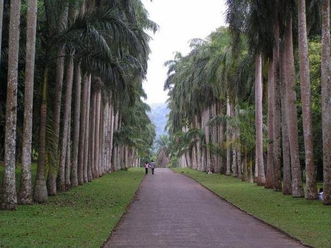Мачтовые пальмы Канди, Шри-Ланка