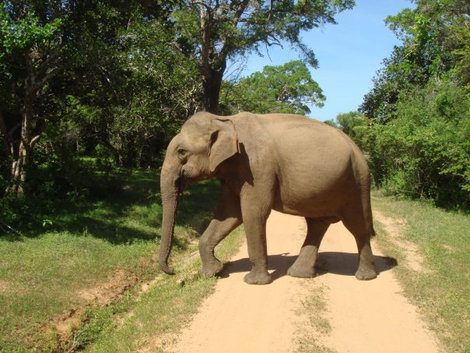 Дикий слон, преградивший дорогу. Унаватуна, Шри-Ланка