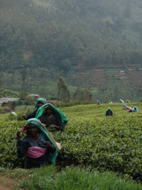 На чайных плантациях в Нувара Элия. Унаватуна, Шри-Ланка