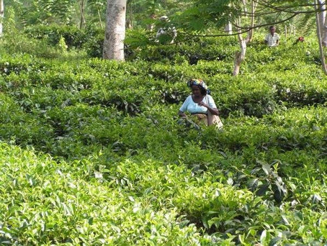 Здесь растет лучший в мире чай. Унаватуна, Шри-Ланка