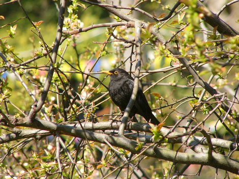 Черный певчий дрозд — частый гость наших парков. Сочи, Россия