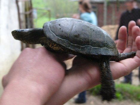 Болотная черепаха очень быстро бегает:) Сочи, Россия