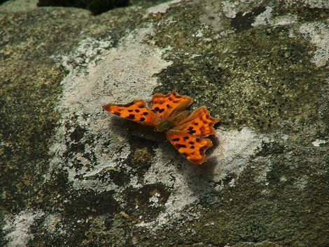 Яркие бабочки Юга России. Сочи, Россия