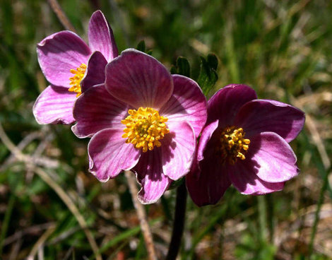 Горные цветы (6) Северная Осетия-Алания, Россия