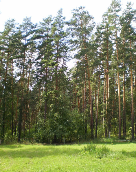 Такой лес окружает санаторий Барнаул, Россия