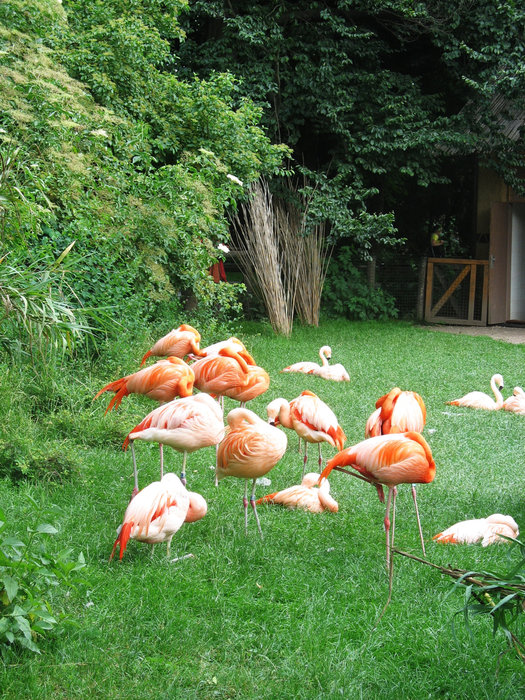 Zoo Прага, Чехия