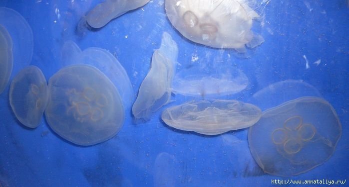 Хороши парящие, словно в воздухе, прозрачные лунные медузы. Сеул, Республика Корея