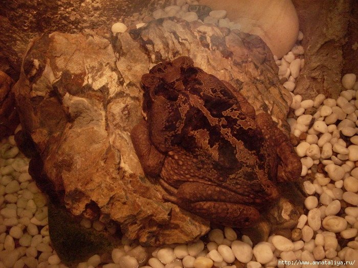 А еще морские коричневые жабы. Сеул, Республика Корея