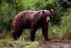 Если вы повстречались с медведем… Камчатский край, Россия