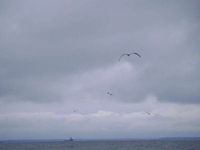 Чайки над волнами. Рыбинск, Россия