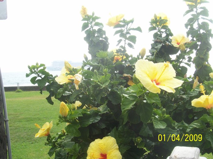 Хибискус-национальный цветок Гавайев Хана, CША