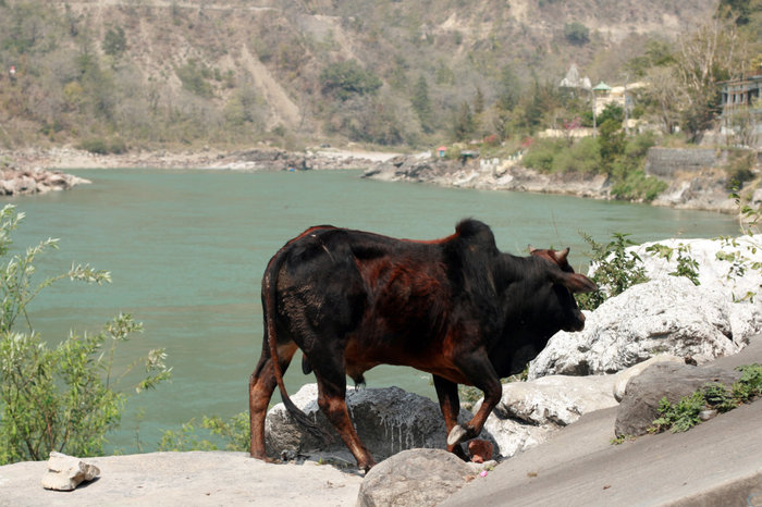 индийская корова Индия