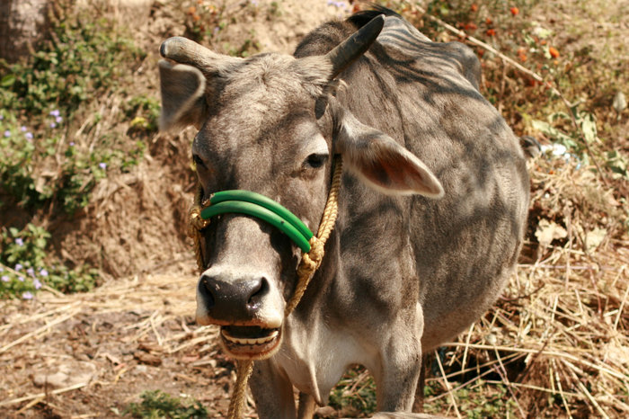 корова Индия