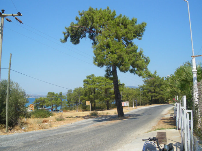Дерево посередине Эгейский регион, Турция