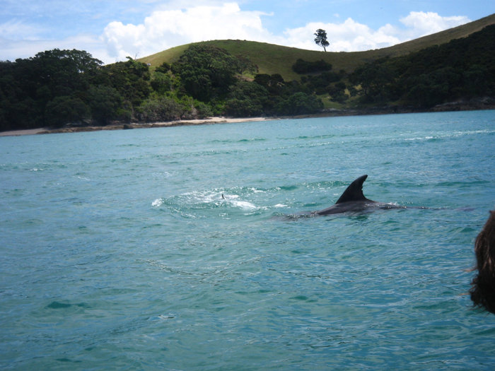 Дельфины — напроч дикие.. Новая Зеландия