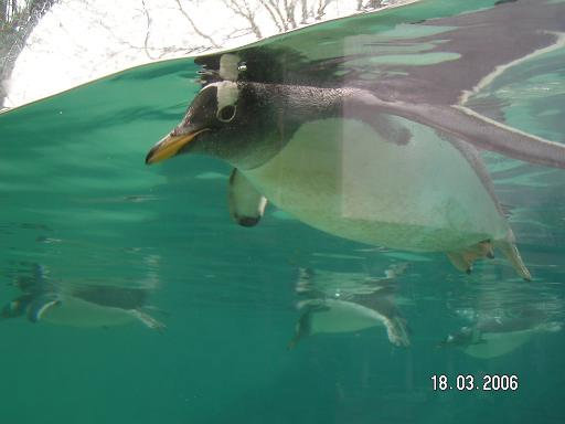Пингвин в естественной среде Берген, Норвегия