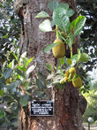Чемпедак — фруктовое дерево семейства тутовых, близкий родственник хлебного дерева и джекфрута.