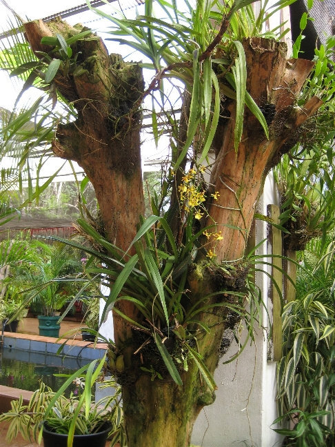 Royal Botanic Gardens. Дом орхидей Канди, Шри-Ланка
