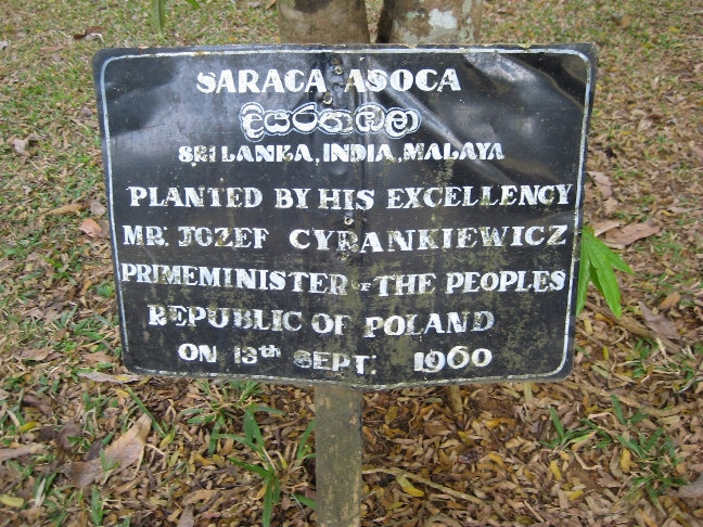 Сарака ашока — маленькое вечнозеленое дерево. Было посажено в 1960 году премьер-министром Польской республики. Канди, Шри-Ланка