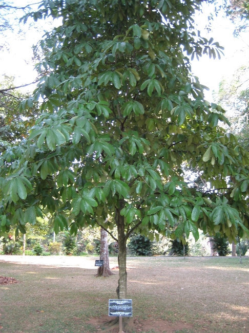 Монодора мускатная или просто мускатный орех — вечнозеленое тропическое дерево из семейства Мускатниковых высотой до 35 метров. Канди, Шри-Ланка