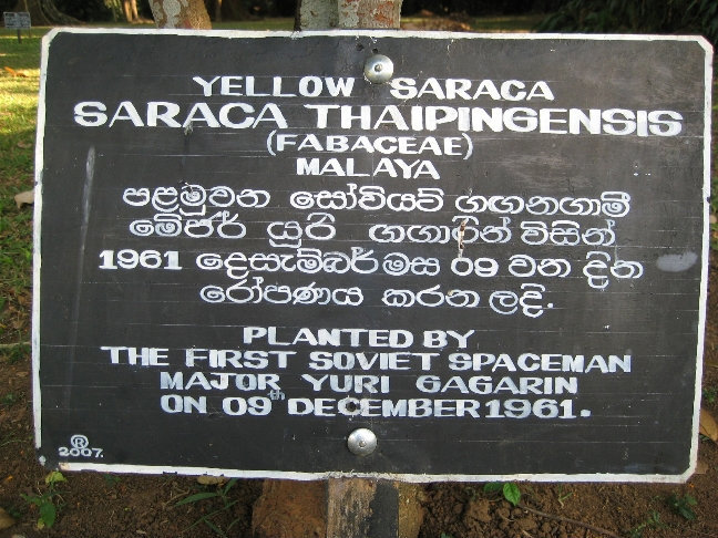 Прогуливаясь среди аллеи деревьев, посаженых знаменитыми людьми, я обнаружил дерево, посаженное в 1961 году Юрием Гагариным. Это сарака желтая. Канди, Шри-Ланка