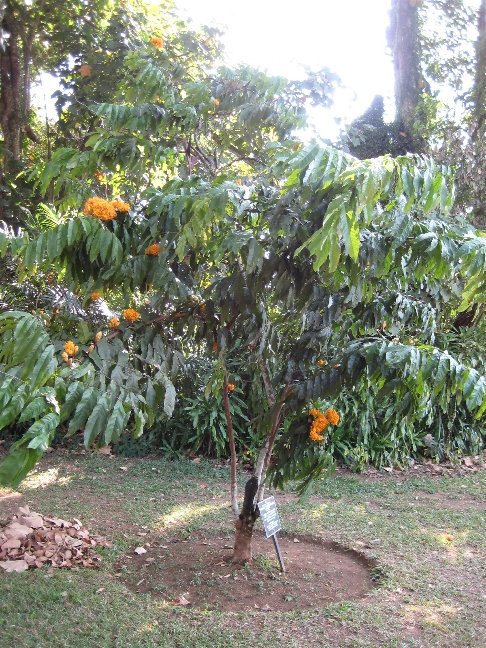 Знаменитые деревья Канди, Шри-Ланка