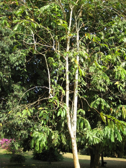 Лагерстрёмия — род растений из семейства Дербенниковые. Посажено генеральным секретарем ООН в 1967 году Канди, Шри-Ланка