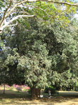 Древесина железного дерева, посаженное царем России в 1891 году, по словам некоторых гидов — самая твердая в мире.