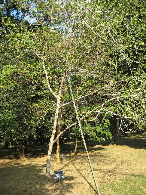 Фикус бенгальский или фикус кришны — вечнозеленое дерево, до 10 метров в высоту. Образует воздушные корни. Родина: Пакистан, Индия. Посажен королевой Елизаветой II в апреле 1954 года Канди, Шри-Ланка