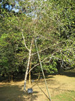 Фикус бенгальский или фикус кришны — вечнозеленое дерево, до 10 метров в высоту. Образует воздушные корни. Родина: Пакистан, Индия. Посажен королевой Елизаветой II в апреле 1954 года