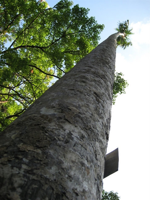Ливистона круглолистная — растет в прибрежной зоне на песчаных почвах на острове Ява и Молуккских островах. Канди, Шри-Ланка