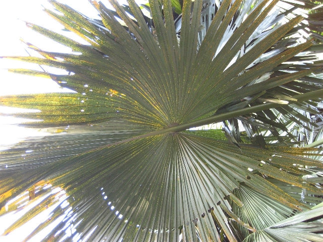 Корифа зонтичная или таллипотовая пальма. Канди, Шри-Ланка