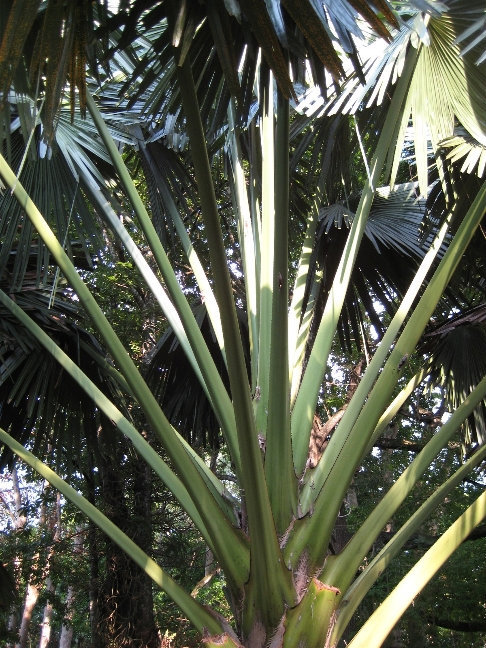 Корифа зонтичная или таллипотовая пальма. Канди, Шри-Ланка