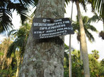 Вершафелтия блестящая из семейства Пальмовые распространена на Сейшельских островах